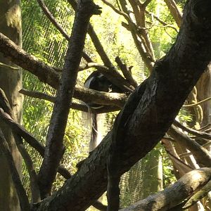Colobus Monkey 8/3/19