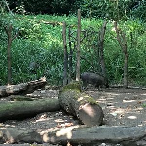 Warty Pig 8/3/19