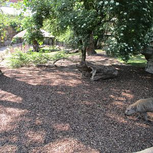Babirusa enclosure