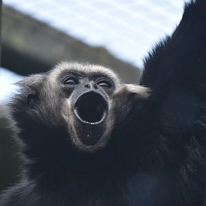 Pileated gibbon vocalising
