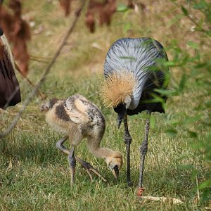 Grey crowned crane and chick