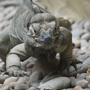Rhinoceros iguana on the prowl