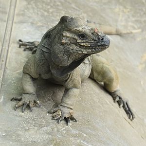 Rhinoceros iguana portrait