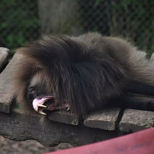 Gelada yawning