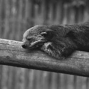 Binturong