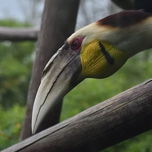Wreathed hornbill male