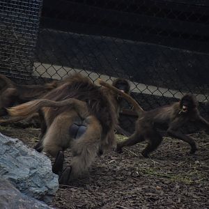 Gelada frenzy