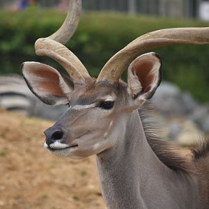 Greater kudu portrait