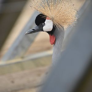 Grey crowned crane
