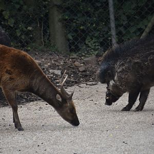 Spotted deer and warty pig