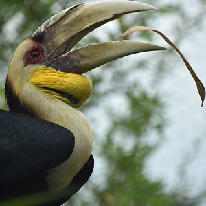 Wreathed hornbill