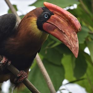 Northern rufous hornbill