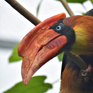Northern rufous hornbill
