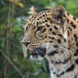 Amur leopard female