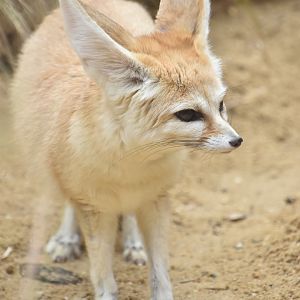 Fennec fox