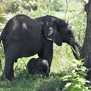 African Elephant cow and calf