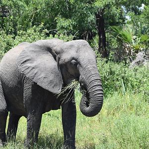 African Elephant cow