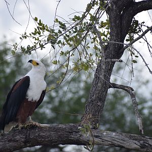 African Fish Eagle
