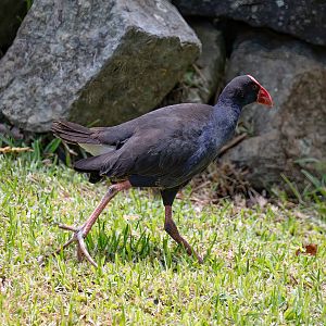 Australasian Swamphen