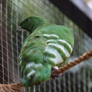 Cloven-feathered Dove