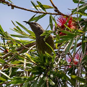 Dark-brown Honeyeater (wild)