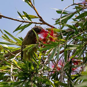 Dark-brown Honeyeater (wild)