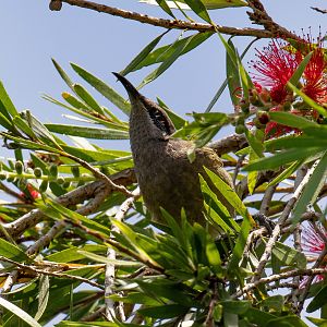 Dark-brown Honeyeater (wild)