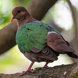 Pacific Emerald Dove