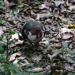 Pacific Emerald Dove with white markings