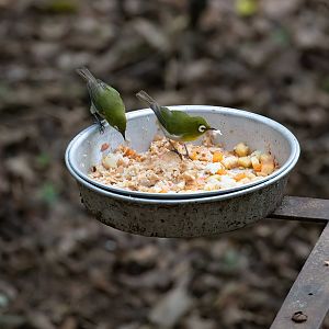 Green-backed White-eyes