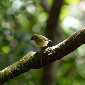 Green-backed White-eye