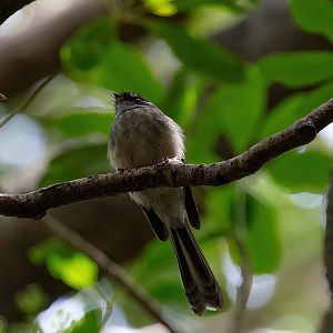 Grey Fantail