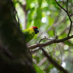 Horned Parakeet
