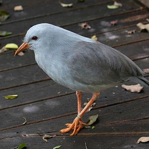 Kagu