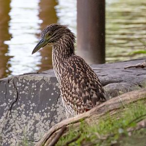 Nankeen Night Heron juvenile (wild)