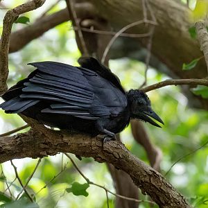 New Caledonian Crow (wild)