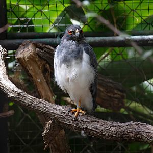 New Caledonian Goshawk