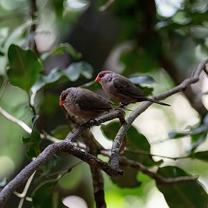 Common Waxbill