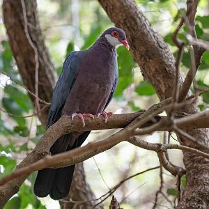 White-throated Pigeon