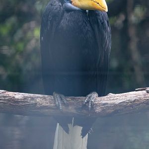 Wrinkled Hornbill