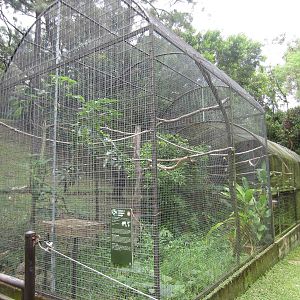 Hornbill Aviary