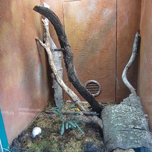 Crested Gecko enclosure