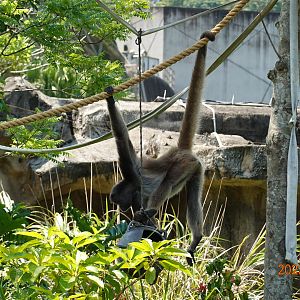 Brown Spider Monkey (Ateles hybridus)