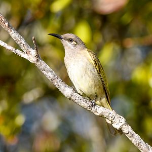 Brown Honeyeater