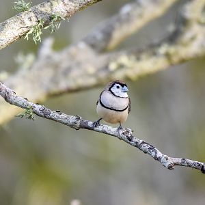 Double-barred Finch