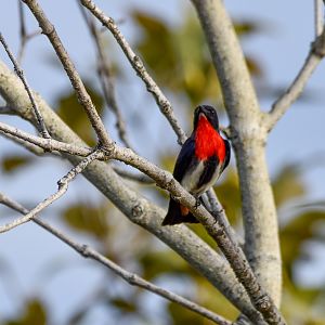 Mistletoebird