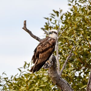 Eastern Osprey