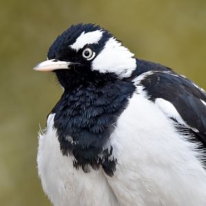Magpie-Lark