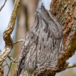 Tawny Frogmouth