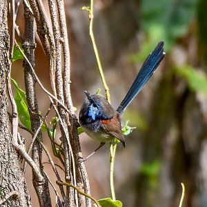 Variegated Fairywren